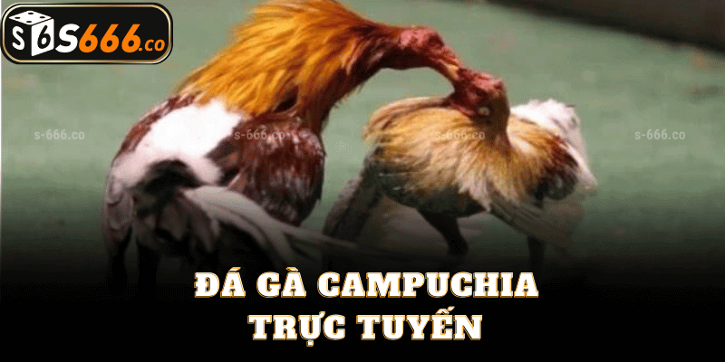 Đá Gà Campuchia Trực Tuyến