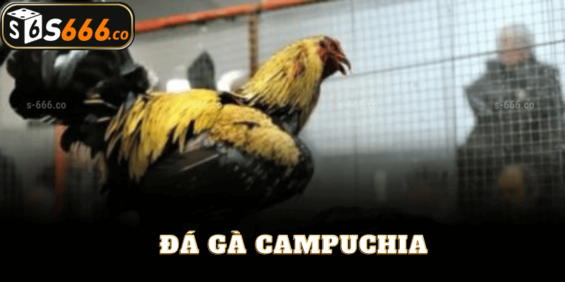 Cược Đá Gà Campuchia