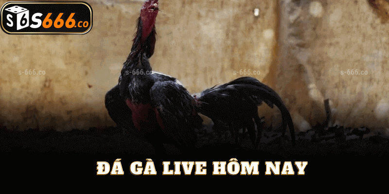 Đá Gà Live Hôm Nay